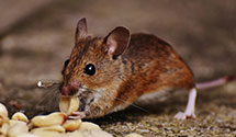 24 Hour & Emergency Exterminators in Lake Natoma, CA